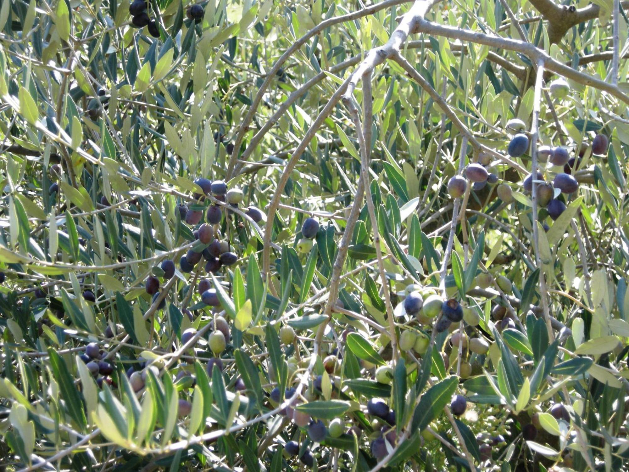 باني دي لوكا Agriturismo Tenuta La Fratta المظهر الخارجي الصورة